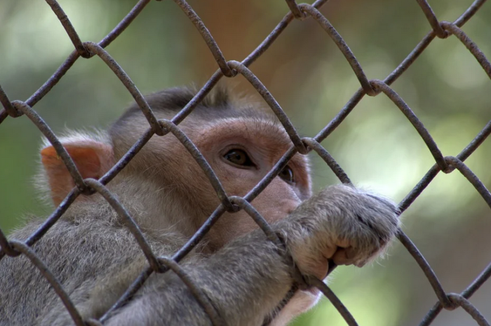 Condition animale et les lobbies : quel avenir en commun avec les animaux ?