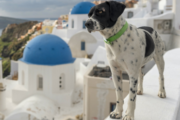 En Grèce, la cruauté animale passible de 10 ans de prison