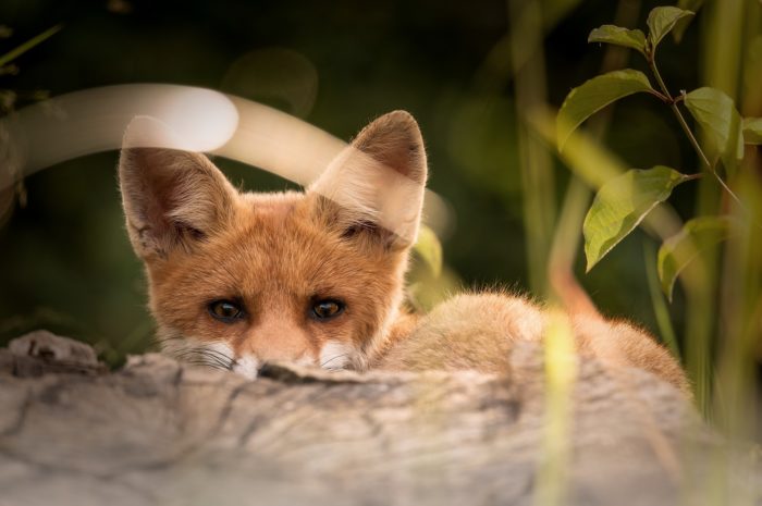 Vivre et respecter la nature sans tuer.