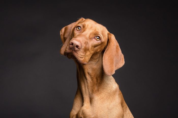 A qui profite la souffrance animal ?