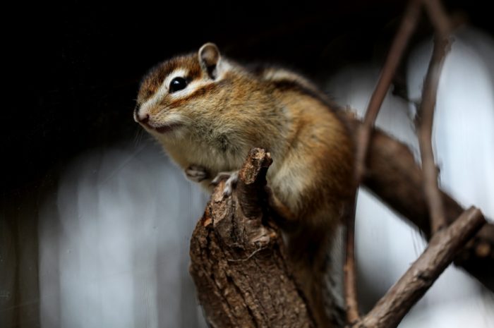 Comment se débarrasser naturellement d’un rongeur dans les combles de la maison