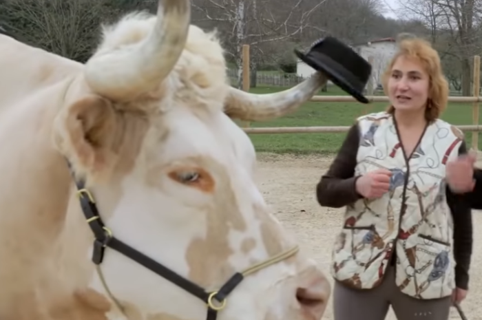 Rencontre avec un taureau unique au Monde !