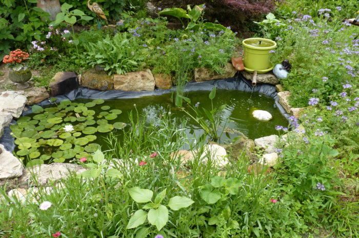 la vie de mon petit bassin, les plantes oxygénantes et les poissons