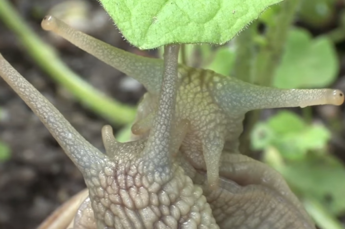 Les escargots stars du jardin