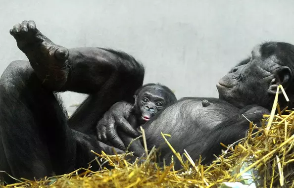 Le chimpanzé qui murmurait à l’oreille de l’homme ? Frans de Waal