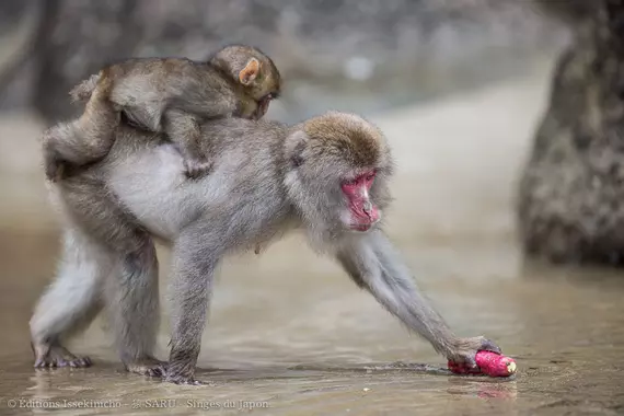 Sur cette île, des singes réinventent l’hygiène tout seuls