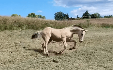 Inspirateurs Equestres – Elevage Solemio Célia Caffarelli